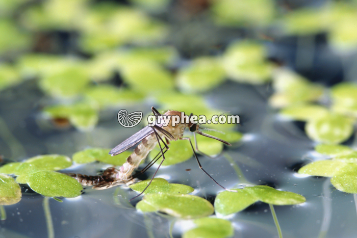 Moustique - Métamorphose du moustique (7) - gryphea.com